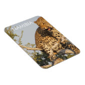 Leopard, Namibia Magnet (Rechte Seite)