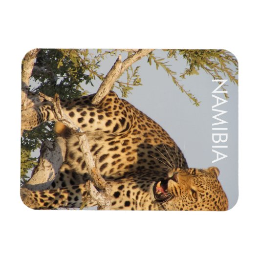Leopard, Namibia Magnet (Horizontal)