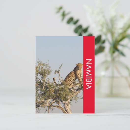 Leopard, Namibia Postcard Postkarte (Stehend Vorderseite)