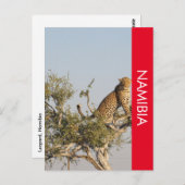 Leopard, Namibia Postcard Postkarte (Vorne/Hinten)