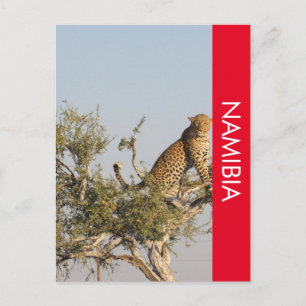 Leopard, Namibia Postcard Postkarte
