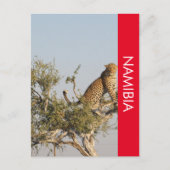 Leopard, Namibia Postcard Postkarte (Vorderseite)