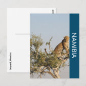 Leopard, Namibia Postcard Postkarte (Vorne/Hinten)