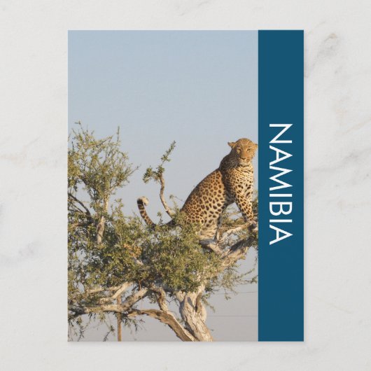 Leopard, Namibia Postcard Postkarte (Vorderseite)
