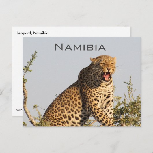 Leopard, Namibia Postcard Postkarte (Vorne/Hinten)