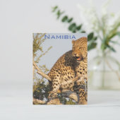 Leopard, Namibia Postcard Postkarte (Stehend Vorderseite)