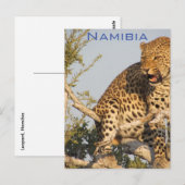 Leopard, Namibia Postcard Postkarte (Vorne/Hinten)