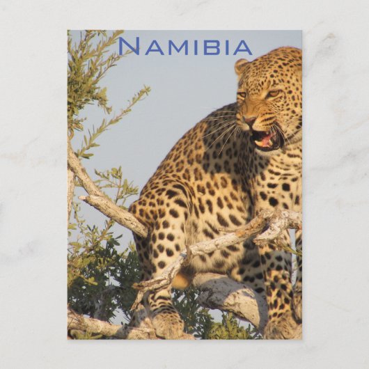 Leopard, Namibia Postcard Postkarte (Vorderseite)