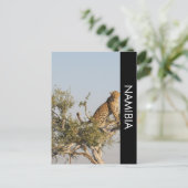 Leopard, Namibia Postcard Postkarte (Stehend Vorderseite)