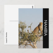 Leopard, Namibia Postcard Postkarte (Vorne/Hinten)