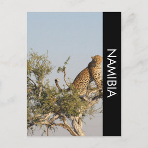 Leopard, Namibia Postcard Postkarte