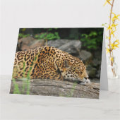 LEOPARD Nickerchen lustig Big Cat Grußkarte Karte (Gelbe Blume)