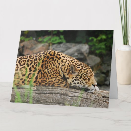 LEOPARD Nickerchen lustig Big Cat Grußkarte Karte (Vorderseite)
