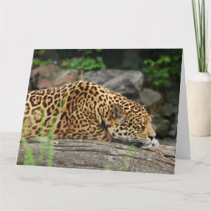 LEOPARD Nickerchen lustig Big Cat Grußkarte Karte