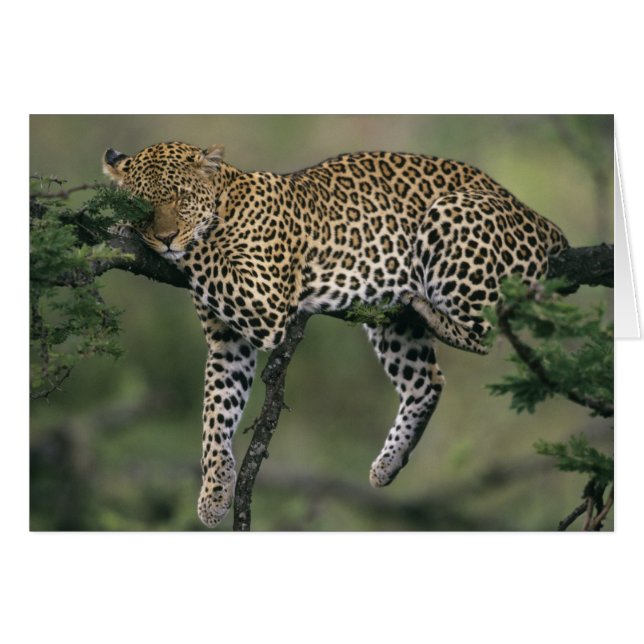 Leopard (Panthera pardus), Kenia, Masai Mara (Vorderseite (Horizontal))