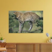 Leopard (Panthera pardus), Kenia, Masai Mara Leinwanddruck (Insitu (Wohnzimmer))