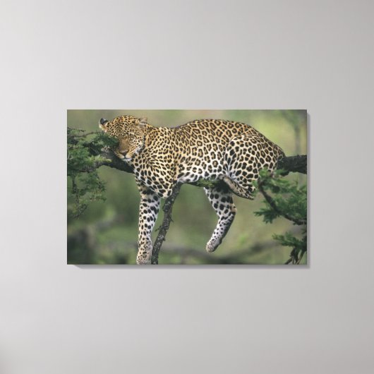 Leopard (Panthera pardus), Kenia, Masai Mara Leinwanddruck (Vorderseite)
