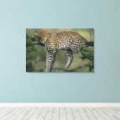 Leopard (Panthera pardus), Kenia, Masai Mara Leinwanddruck (Insitu (Holzboden))