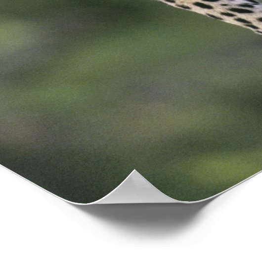 Leopard (Panthera pardus), Kenia, Masai Mara Poster (Ecke)