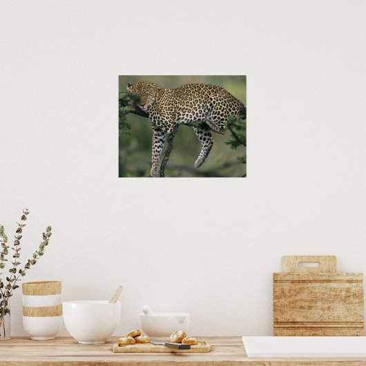 Leopard (Panthera pardus), Kenia, Masai Mara Poster (Küche)