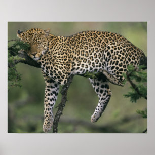 Leopard (Panthera pardus), Kenia, Masai Mara Poster