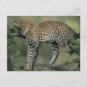 Leopard (Panthera pardus), Kenia, Masai Mara Postkarte