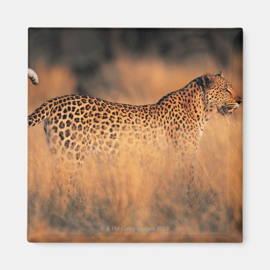 Leopard (Panthera pardus) Magnet (Vorne)