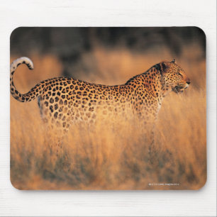 Leopard (Panthera pardus) Mousepad