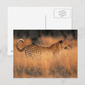 Leopard (Panthera pardus) Postkarte (Vorne/Hinten)