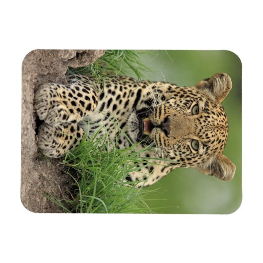 Leopard, Panthera pardus, Sabi Sabi Magnet (Horizontal)