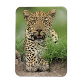 Leopard, Panthera pardus, Sabi Sabi Magnet (Vertikal)