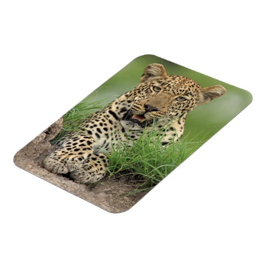 Leopard, Panthera pardus, Sabi Sabi Magnet (Linke Seite)