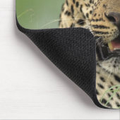 Leopard, Panthera pardus, Sabi Sabi Mousepad (Ecke)
