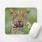 Leopard, Panthera pardus, Sabi Sabi Mousepad (Mit Mouse)