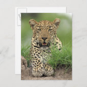 Leopard, Panthera pardus, Sabi Sabi Postkarte (Vorne/Hinten)