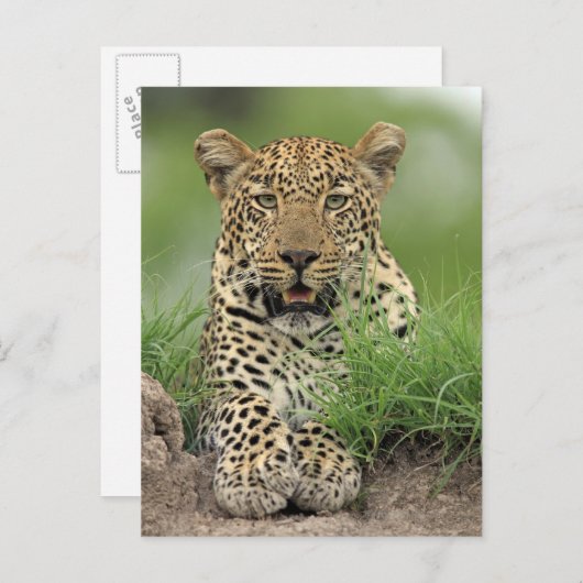 Leopard, Panthera pardus, Sabi Sabi Postkarte (Vorne/Hinten)