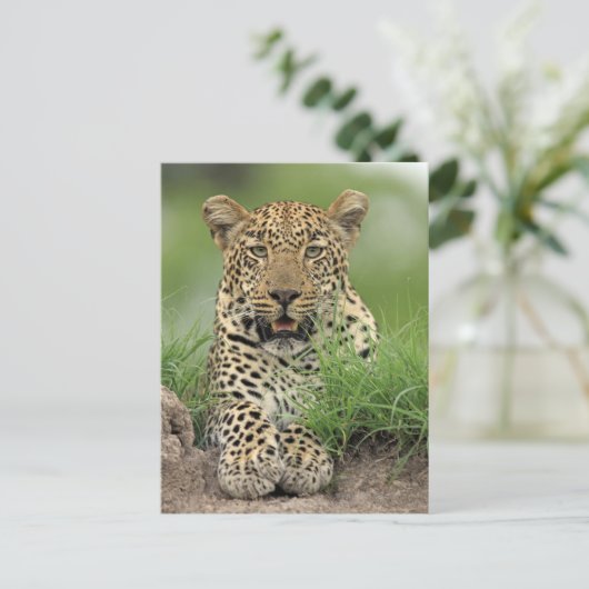 Leopard, Panthera pardus, Sabi Sabi Postkarte (Stehend Vorderseite)