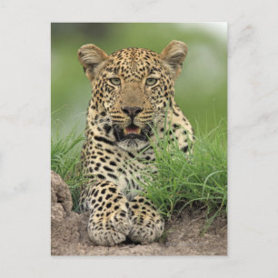 Leopard, Panthera pardus, Sabi Sabi Postkarte