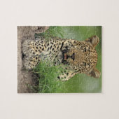 Leopard, Panthera pardus, Sabi Sabi Puzzle (Horizontal)