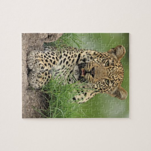 Leopard, Panthera pardus, Sabi Sabi Puzzle (Horizontal)