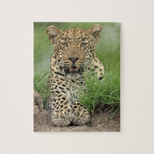 Leopard, Panthera pardus, Sabi Sabi Puzzle
