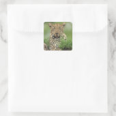 Leopard, Panthera pardus, Sabi Sabi Quadratischer Aufkleber (Tasche)