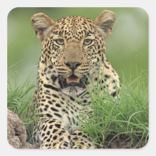 Leopard, Panthera pardus, Sabi Sabi Quadratischer Aufkleber
