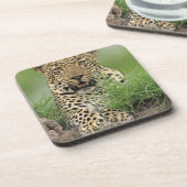 Leopard, Panthera pardus, Sabi Sabi Spiel Getränkeuntersetzer (Linke Seite)