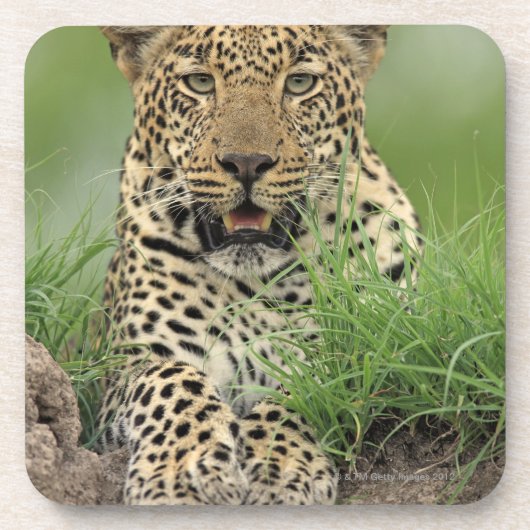 Leopard, Panthera pardus, Sabi Sabi Spiel Getränkeuntersetzer (Vorderseite)