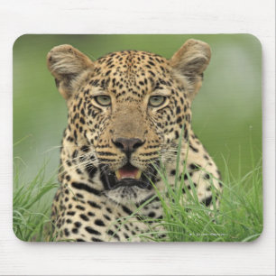 Leopard, Panthera pardus, Sabi Sabi Spiel Mousepad