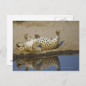 Leopard (Panthera pardus), weibliche Rolle auf Postkarte (Vorne/Hinten)