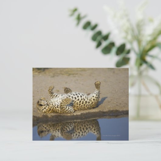 Leopard (Panthera pardus), weibliche Rolle auf Postkarte (Stehend Vorderseite)