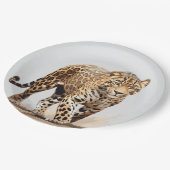 Leopard Pappteller (Schrägansicht)