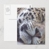 Leopard Picture Postcard Postkarte (Vorne/Hinten)